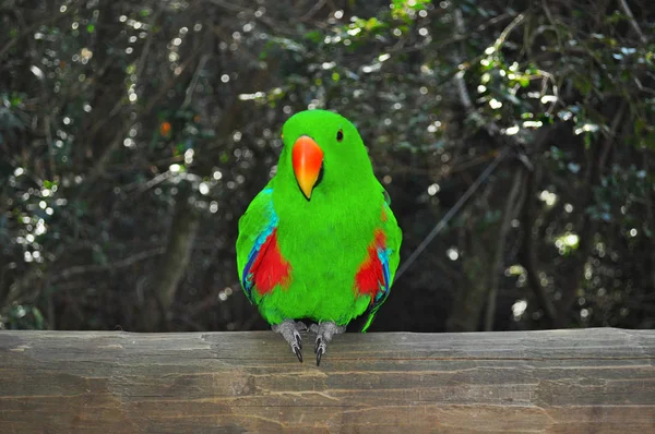 África do Sul: um papagaio verde em Birds of Eden, o maior aviário de voo livre do mundo e santuário de aves localizado perto da Baía de Plettenberg, ao longo da famosa Rota Jardim no Cabo Ocidental — Fotografia de Stock