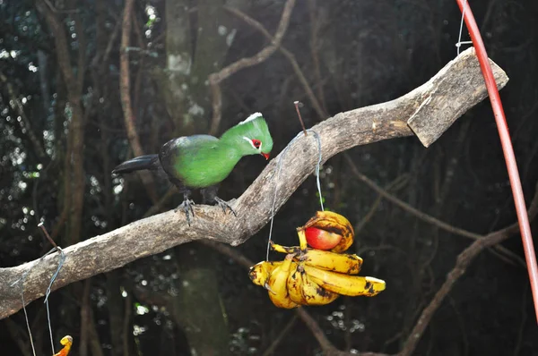 África do Sul: um turaco de Knysna (Knysna lourie) comendo bananas em uma filial em Birds of Eden, o maior aviário de voo livre do mundo e santuário de aves perto da Baía de Plettenberg, ao longo da famosa Rota Jardim no Cabo Ocidental — Fotografia de Stock