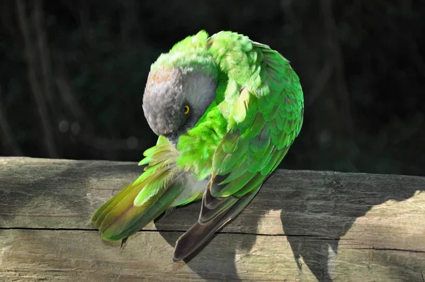 Südafrika: ein grüner papagei bei birds of eden, dem weltgrößten freiflugvoliere und vogelschutzgebiet in der nähe der plettenberg bucht, entlang der berühmten gartenroute am westlichen kap — Stockfoto