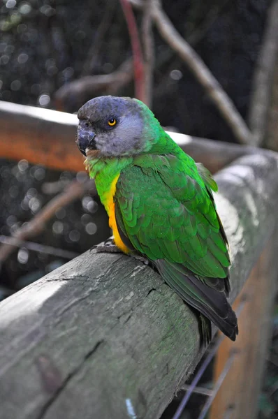 África do Sul: um papagaio verde em Birds of Eden, o maior aviário de voo livre do mundo e santuário de aves localizado perto da Baía de Plettenberg, ao longo da famosa Rota Jardim no Cabo Ocidental — Fotografia de Stock