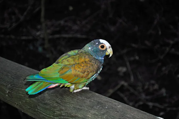 África do Sul: um papagaio verde em Birds of Eden, o maior aviário de voo livre do mundo e santuário de aves localizado perto da Baía de Plettenberg, ao longo da famosa Rota Jardim no Cabo Ocidental — Fotografia de Stock