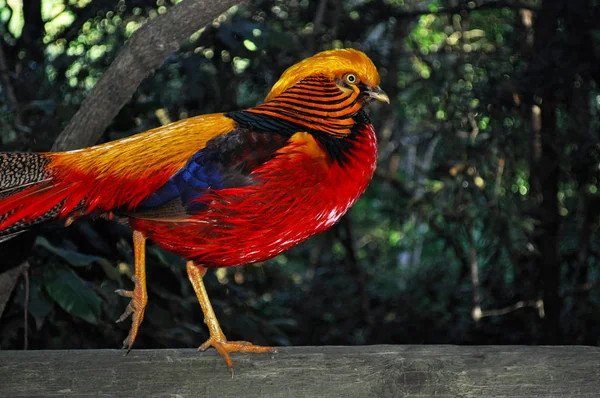 África do Sul: um faisão dourado em Birds of Eden, o maior aviário de voo livre do mundo e santuário de aves localizado perto da Baía de Plettenberg, ao longo da famosa Rota Jardim no Cabo Ocidental — Fotografia de Stock