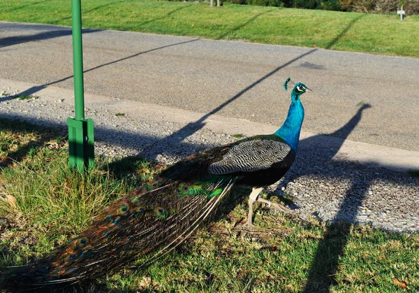 África do Sul: um pavão em Birds of Eden, o maior aviário de voo livre do mundo e santuário de aves localizado perto da Baía de Plettenberg, ao longo da famosa Rota Jardim no Cabo Ocidental — Fotografia de Stock