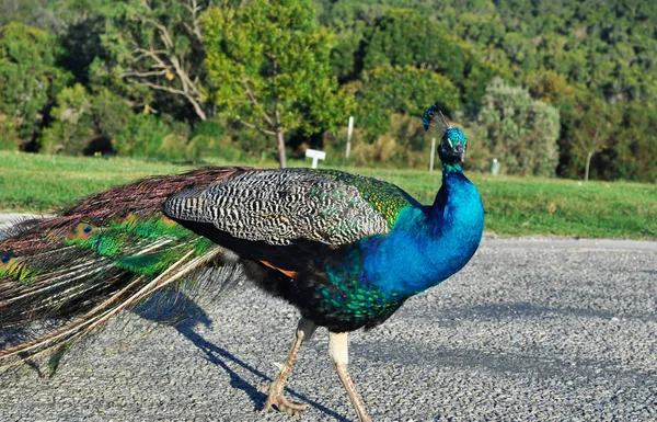 África do Sul: um pavão em Birds of Eden, o maior aviário de voo livre do mundo e santuário de aves localizado perto da Baía de Plettenberg, ao longo da famosa Rota Jardim no Cabo Ocidental — Fotografia de Stock