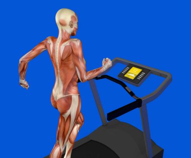 Human body, woman running, muscular system, treadmill, gym, gymnastics clipart