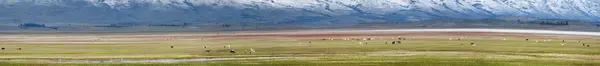 Patagonien: Wildpferde im Gletschernationalpark — Stockfoto