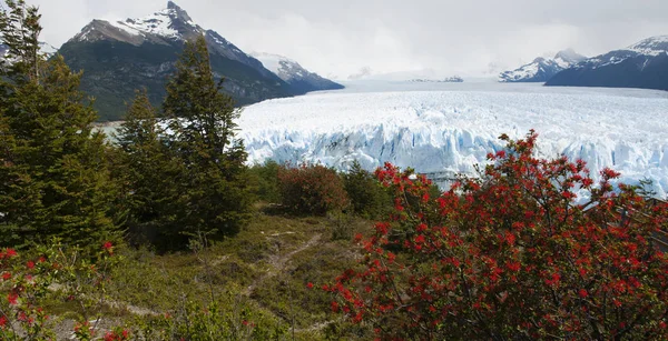 Argentine : fleurs rouges et glacier Perito Moreno dans le parc national de Los Glaciares — Photo