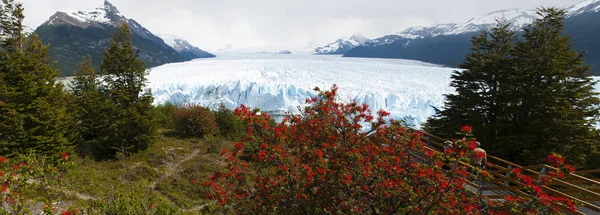 Аргентина: Красные цветы и ледник Перито-Морено в Национальном парке Лос-Гласиарес — стоковое фото