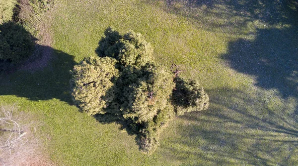 Veduta aerea di un parco con alberi ed erba, foglie, area verde, ecologia — Foto Stock