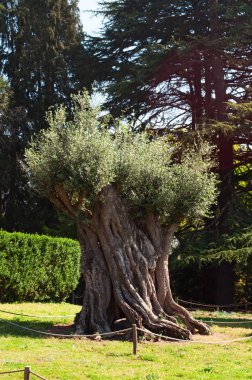 Porto: Serralves Vakfı, Portekiz en önemli kültürel kurum park, modernizm ve Art Deco örneği ile bahçelerde bir zeytin ağacı