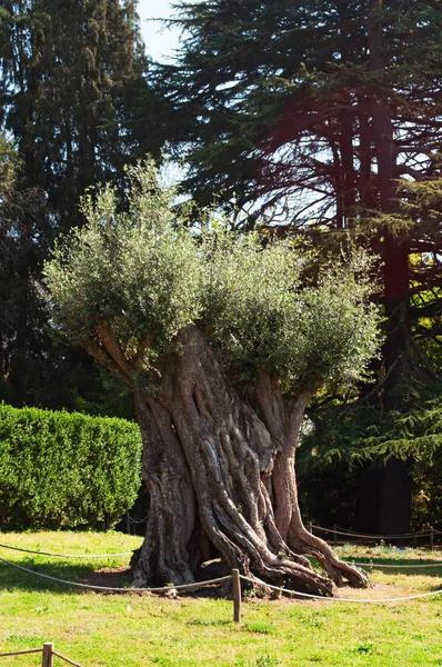 Porto: uma oliveira nos jardins da Fundação de Serralves, uma das mais importantes instituições culturais de Portugal com o seu parque, exemplo de Modernismo e Art Deco — Fotografia de Stock