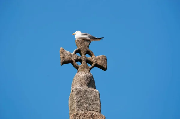 Porto: meeuw zat op het Kruis op de top van de kathedraal van de oude stad, één van de oudste monumenten van de stad en één van de meest belangrijke Romaanse monumenten in Portugal — Stockfoto