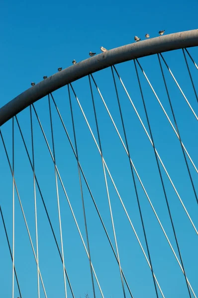 Bilbau, País Basco, Espanha: gaivotas no arco branco do Zubizuri, a ponte branca ou a Ponte Campo Volantin de Santiago Calatrava — Fotografia de Stock