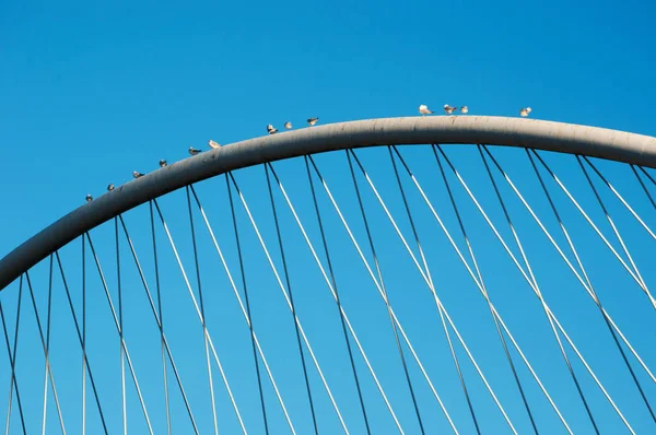 Bilbao, Bask Ülkesi, İspanya: martı Zubizuri, beyaz köprü ya da Campo Volantin köprü Santiago Calatrava tarafından Beyaz kemer üzerinde — Stok fotoğraf