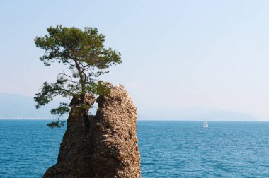 Italy: view of the Rock of Cadrega, the Rock of Chair, a famous rock with a maritime pine tree on top located in the Ligurian Sea on the waterfront between Santa Margherita Ligure and Portofino clipart