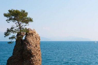 Italy: view of the Rock of Cadrega, the Rock of Chair, a famous rock with a maritime pine tree on top located in the Ligurian Sea on the waterfront between Santa Margherita Ligure and Portofino clipart
