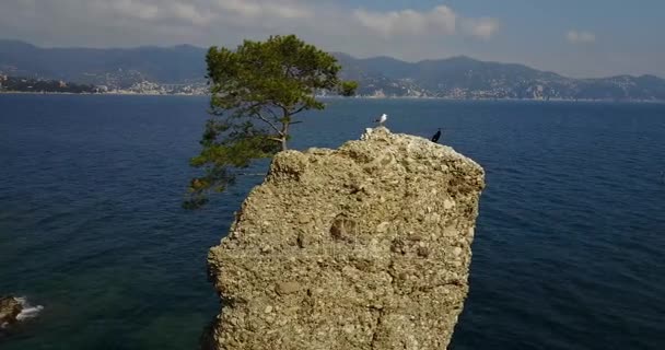 Cadrega barátait rock, a tengeri fenyő, légifelvételek, vízparti, Santa Margherita Ligure között Portofino, Paraggi, Liguria, Olaszország — Stock videók