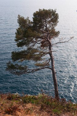 Sahil çamı veya küme çam, Akdeniz bölgesi için yerel bir çam serin, yağmurlu kışlar ve sıcak, kuru yazlar olan biri olan Akdeniz iklimi yanadır