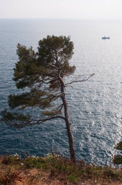 Sahil çamı veya küme çam, Akdeniz bölgesi için yerel bir çam serin, yağmurlu kışlar ve sıcak, kuru yazlar olan biri olan Akdeniz iklimi yanadır
