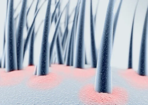 Cilt, saç, saç sağlığı, Trichology, yüzey kepek saç. Saç yapısı