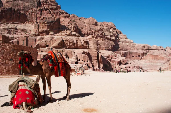 Jordan: camels in front of the Street of Facades, the row of monumental Nabataean tombs carved in the southern cliff face that lies past the Treasury in the archaeological city of Petra — Stock Photo, Image