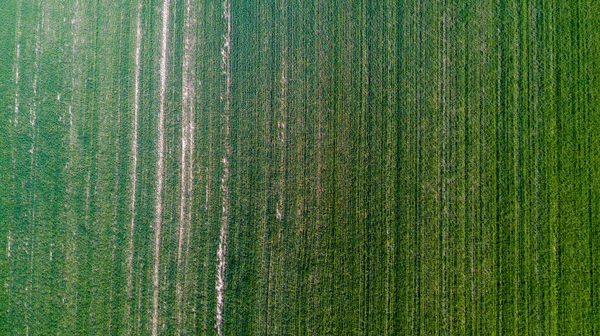 Natureza e paisagem: Vista aérea de um campo, cultivo, grama verde, campo, agricultura, estrada de terra — Fotografia de Stock