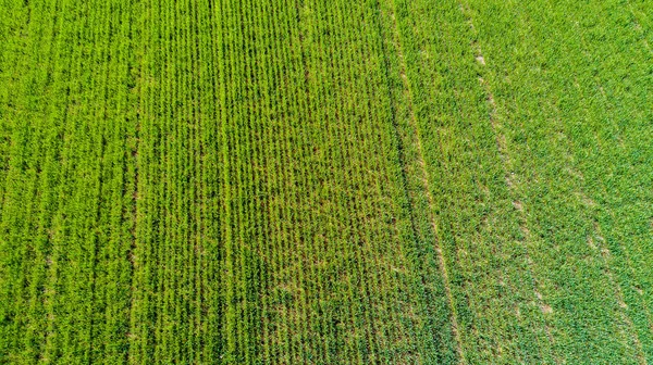 Naturaleza y paisaje: Vista aérea de un campo, cultivo, hierba verde, campo, agricultura, camino de tierra —  Fotos de Stock