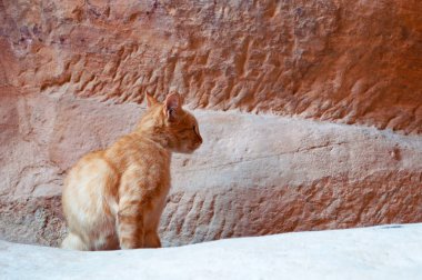 Siq kanyonda yürürken görülen kırmızı kayalar üzerinde bir kedi, Shaft