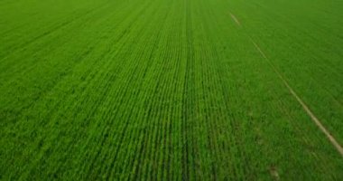 Doğa ve manzara: bir alan ve ağaçlar, ekimi, yeşil çimen, kırsal, tarım, toprak yol havadan görünümü