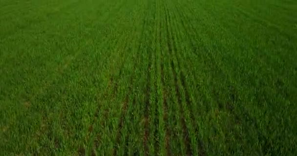 Nature et paysage : Vue aérienne d'un champ et d'arbres, culture, herbe verte, campagne, agriculture, chemin de terre 