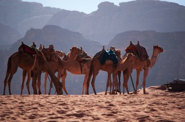Ürdün: Peyzaj ve ay, kumtaşı ve granit kayaya oyulmuş ve Mars gezegeni gibi arıyor ünlü Vadisi Vadisi olarak bilinen Wadi Rum, Çölde deve bir dizi 