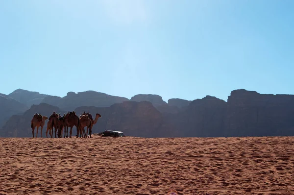 Jordania: krajobraz i wiersz wielbłądy na pustyni Wadi Rum, znany jako Dolina księżyca, słynnej doliny w skałę piaskowca i granitu i wygląda jak planeta Mars — Zdjęcie stockowe