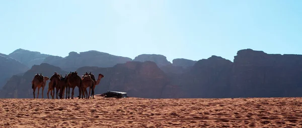 Jordánia: táj és a sort a tevék a sivatagban a Wadi Rum völgyében a Hold, a homokkő és a gránit szikla vágják, és néz ki, mint a bolygó a Mars híres völgyben ismert — Stock Fotó