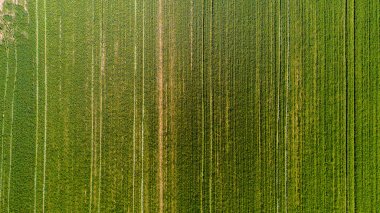 Doğa ve manzara: bir alan, ekimi, yeşil çimen, kırsal, tarım, toprak yol havadan görünümü
