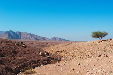 Orta Doğu: çöl manzara Dana biyosfer rezerv, farklı biyo-coğrafi bölgeler, Avrupa, Afrika ve Asya dan türü bir eritme potası kapsar Ürdün tek rezerv