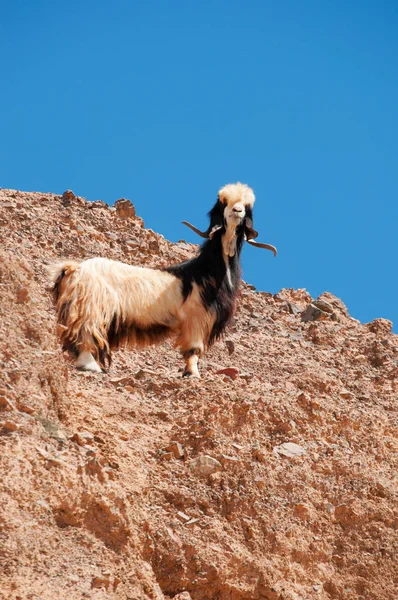 Midden-Oosten: een geit op een rots in Dana Biosphere Reserve, de enige reserve in Jordanië, dat verschillende bio-geografische zones, een smeltkroes van soorten uit Europa, Afrika en Azië omvat — Stockfoto