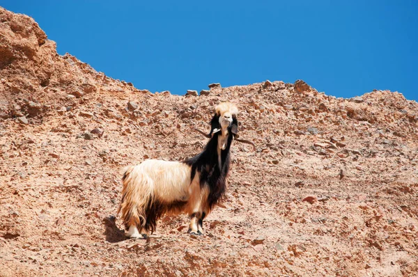 Médio Oriente: uma cabra sobre uma rocha na Reserva da Biosfera de Dana, a única reserva na Jordânia que engloba diferentes zonas biogeográficas, um caldeirão de espécies da Europa, África e Ásia — Fotografia de Stock