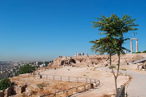 Amman : horizon de la ville, un arbre et les ruines du temple d'Hercule, la structure romaine la plus importante de la citadelle d'Amman, le site historique et l'un des noyaux originaux de la ville — Photo