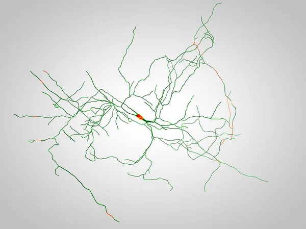 Gehirn, Neuronen, Synapsen, neuronale Netzwerkschaltungen von Neuronen, degenerative Erkrankungen, Parkinson — Stockfoto