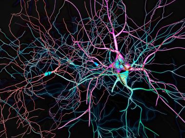 Beyin, sinir hücreleri, sinapslarda, neural ağ devre nöronların, dejeneratif hastalıklar, Parkinson