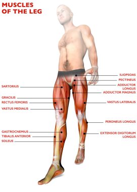 Leg muscles, human body, anatomy, muscular system, anatomy person clipart