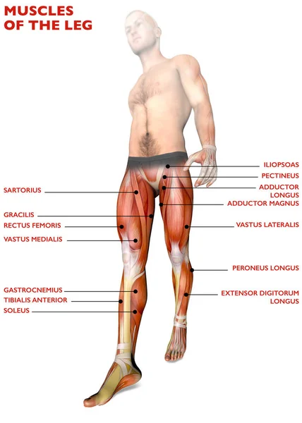 腿部肌肉，解剖、 肌肉系统，人体解剖的人 — 图库照片