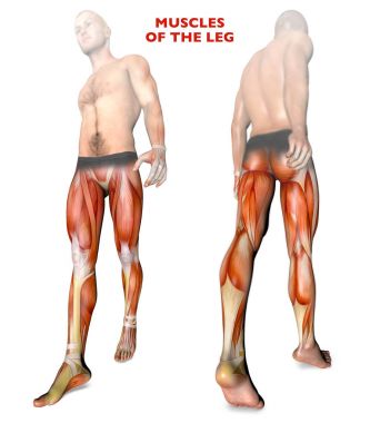 Leg muscles, human body, anatomy, muscle system clipart