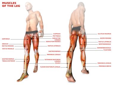 Leg muscles, human body, anatomy, muscle system clipart