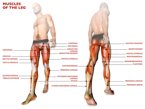 Mięśnie nóg, ciała ludzkiego, Anatomia, system mięśni — Zdjęcie stockowe