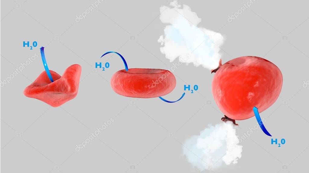 Imágenes: isotonica | Ósmosis de célula, células en una solución
