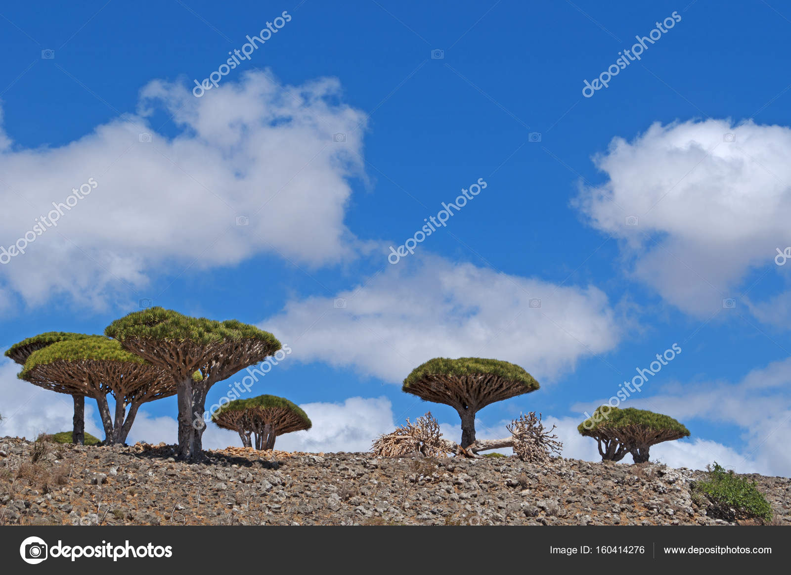 Socotra Yemen Middle East The Dragon Blood Trees Forest In The Canyon Of Shibham Protected Area Of The Dixam Plateau In The Center Part Of The Island Of Socotra Unesco World Heritage Socotra Yemen Middle East The Dragon Blood Trees Forest In The Canyon Of Shibham Protected Area Of The Dixam Plateau In The Center Part Of The Island Of Socotra Unesco World Heritage