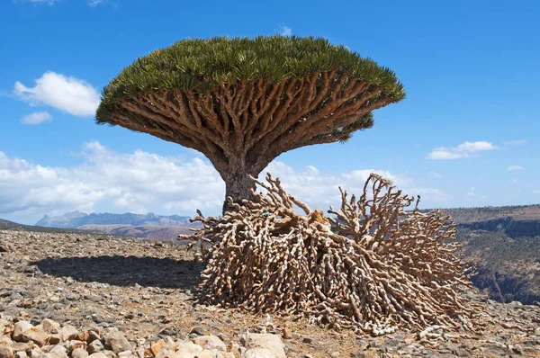 Socotra, Iêmen, Oriente Médio: a floresta de árvores de sangue de dragão no cânion de Shibham, área protegida do Planalto Dixam na parte central da ilha de Socotra, Patrimônio Mundial da Unesco desde 2008 — Fotografia de Stock