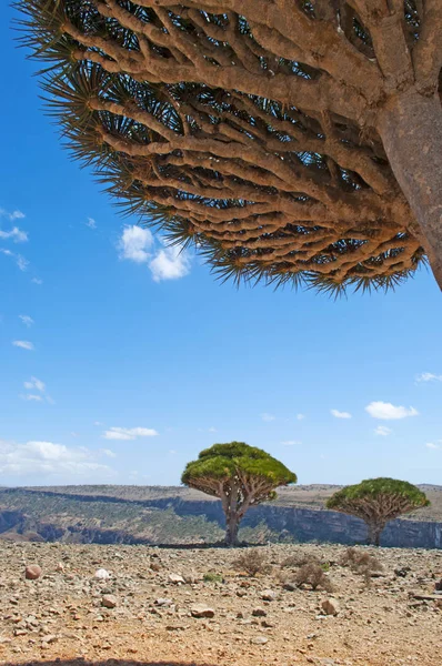 Сокотра, Йемен, Ближний Восток: Лес Крови Дракона в каньоне Шибхам, охраняемая территория плато Диксам в центральной части острова Сокотра, объект мирового наследия ЮНЕСКО с 2008 года — стоковое фото