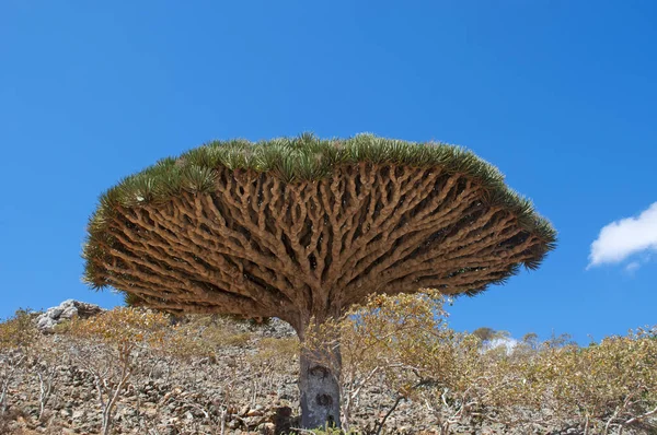 Socotorá, Iémen, Médio Oriente: o sangue de dragão árvores florestais no desfiladeiro de Shibham, a área protegida do planalto Dixam sobre a ilha de Socotra, local de Património Mundial da Unesco desde 2008 — Fotografia de Stock